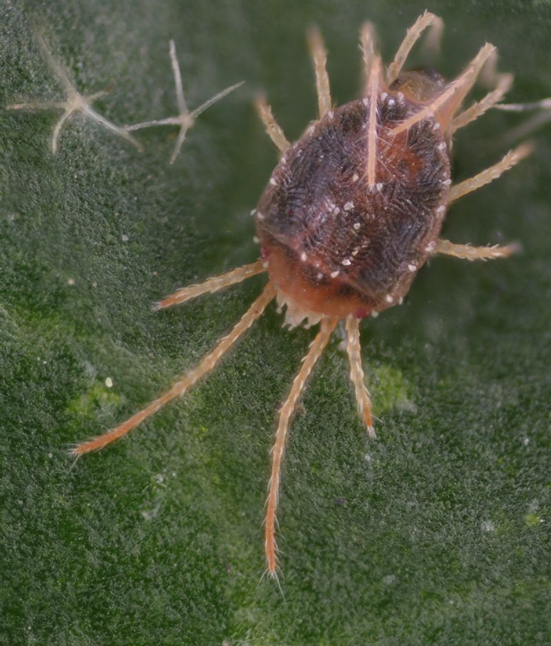 Acari su foglie di edera: cfr.  Tetranychidae - Rende (CS)